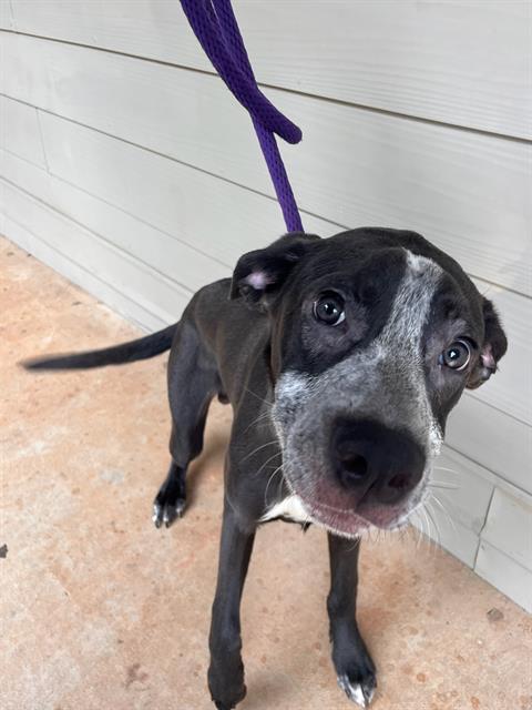 Shelter Stray Male Dog last seen CHARLOTTE, 8315 Byrum Dr, Charlotte, NC 28217, USA