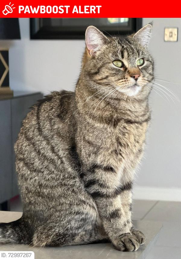 Lost Female Cat last seen Her home, Lisburn and Castlereagh, Northern Ireland 