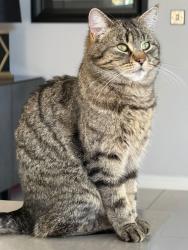 Lost Female Cat last seen Her home, Lisburn and Castlereagh, Northern Ireland 