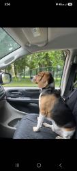 Reunited Male Dog last seen East side Rush City Government  Road, Rush City, MN 55069