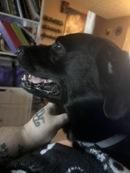 Lost Male Dog last seen London Groveport Road and Alum Creek Drive, Columbus, OH 43217
