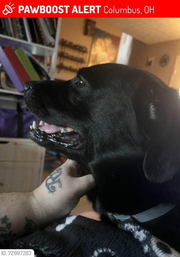 Lost Male Dog last seen London Groveport Road and Alum Creek Drive, Columbus, OH 43217
