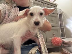 Found/Stray Male Dog last seen Jarvis and Telge intersection, Houston, TX 77429