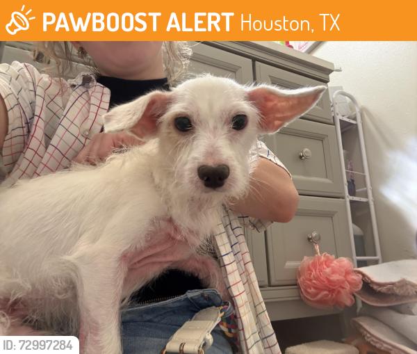 Found/Stray Male Dog last seen Jarvis and Telge intersection, Houston, TX 77429