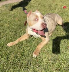 Reunited Female Dog last seen Near Cameo Dr, Fort Worth, TX 76134, USA, Fort Worth, TX 76134