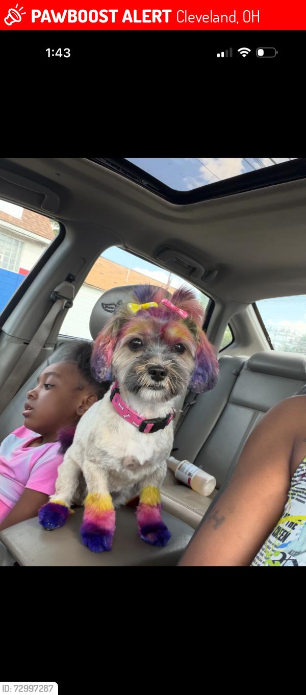 Lost Female Dog last seen 143rd street and Kinsman , Cleveland, OH 44105