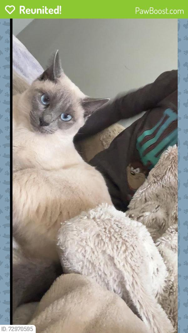 Reunited Female Cat last seen Stone pillar , Stone Ridge, VA 20105