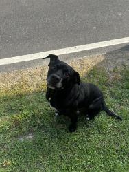 Found/Stray Male Dog last seen Near 87, Lee County, NC 27332