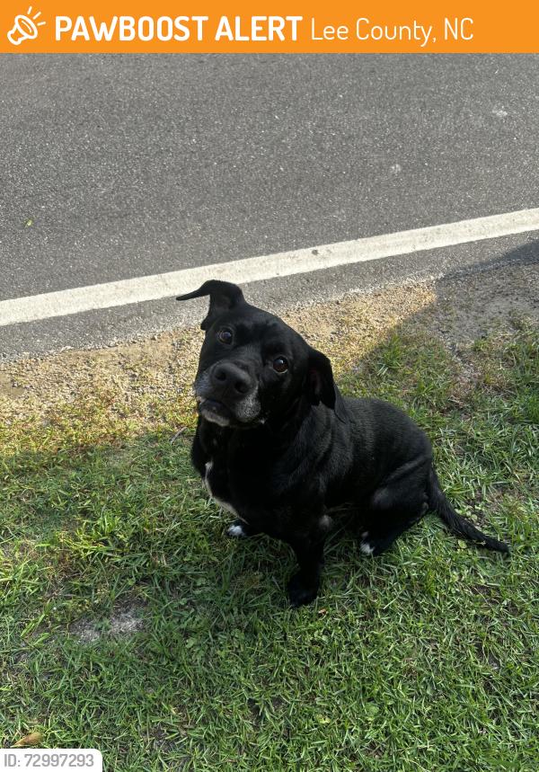 Found/Stray Male Dog last seen Near 87, Lee County, NC 27332