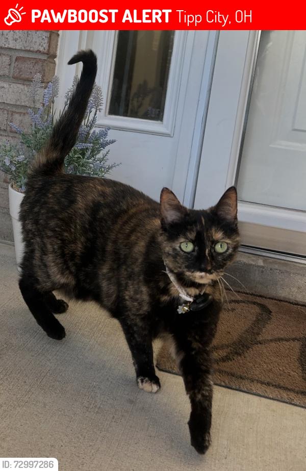 Lost Female Cat last seen Peters Rd and Honeydew Drive crossing , Tipp City, OH 45373