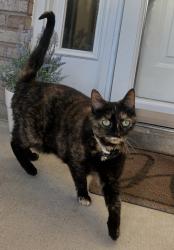 Lost Female Cat last seen Peters Rd and Honeydew Drive crossing , Tipp City, OH 45373