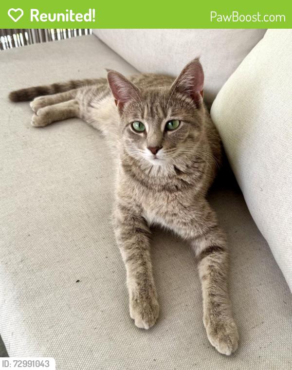 Reunited Male Cat last seen Gondola Dr. and Chelsea Way, Nashville, TN 37013
