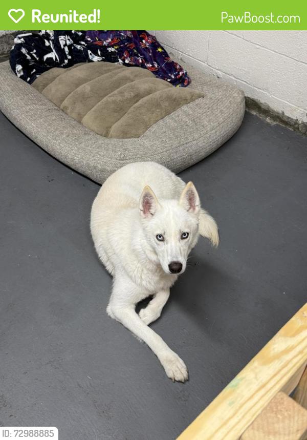 Reunited Female Dog last seen Chevrolet , Lancaster, PA 17601