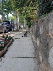 Found/Stray Male Cat last seen Queen lane and conrad street , Philadelphia, PA 19129