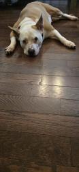 Reunited Female Dog last seen Waverly Woods, Ellicott City, MD 21163