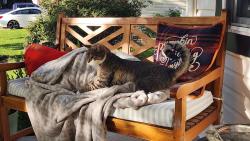 Reunited Male Cat last seen Hickory Street, Delanco, NJ 08075