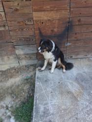 Found/Stray Unknown Dog last seen Rosedale ga, Floyd County, GA 30105