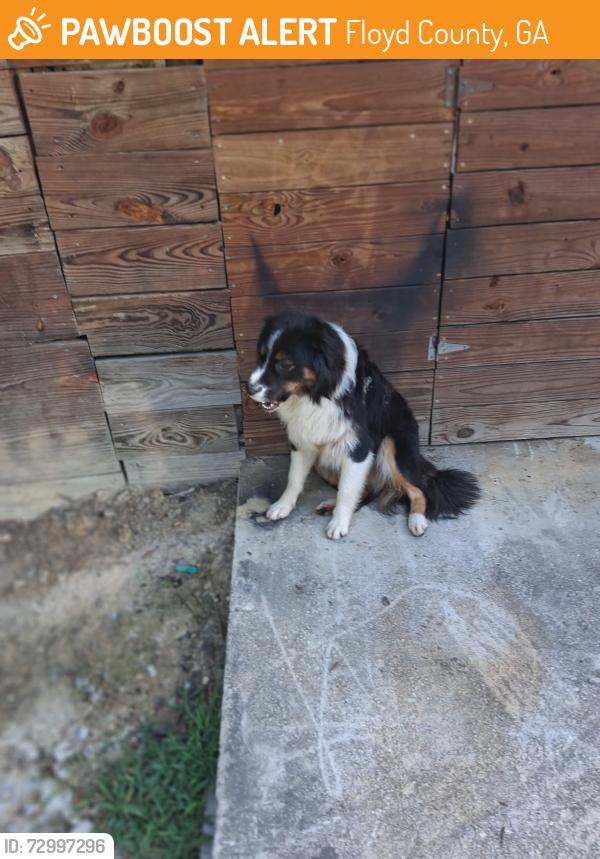 Found/Stray Unknown Dog last seen Rosedale ga, Floyd County, GA 30105