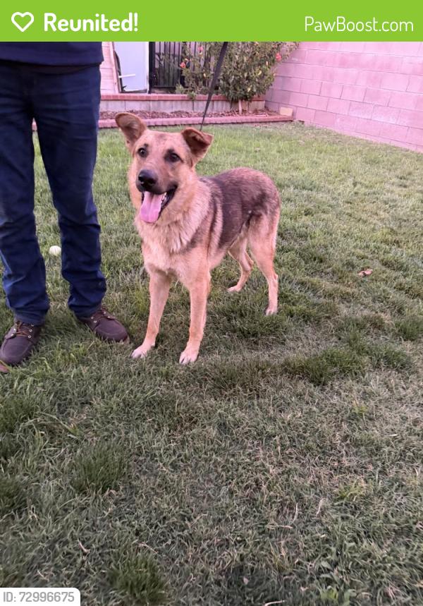 Reunited Male Dog last seen E 1st St, Rialto, CA 92376, USA, Rialto, CA 92376