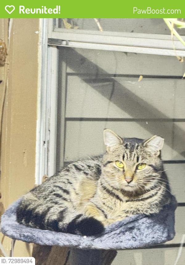 Reunited Male Cat last seen Central Drummond , Toledo, OH 43606