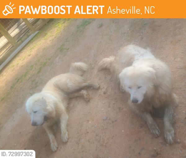 Found/Stray Unknown Dog last seen Old Leicester highway, Asheville, NC 28806