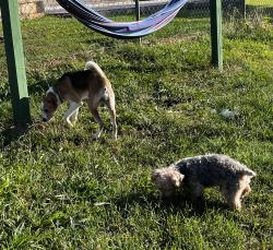 Found/Stray Unknown Dog last seen Delaware st, Johnson City, TN 37604