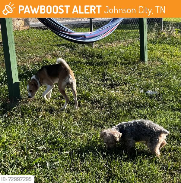 Found/Stray Unknown Dog last seen Delaware st , Johnson City, TN 37604