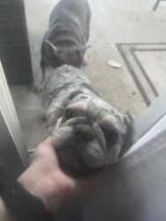 Reunited Female Dog last seen Near corderro lane, Menifee, CA 92584