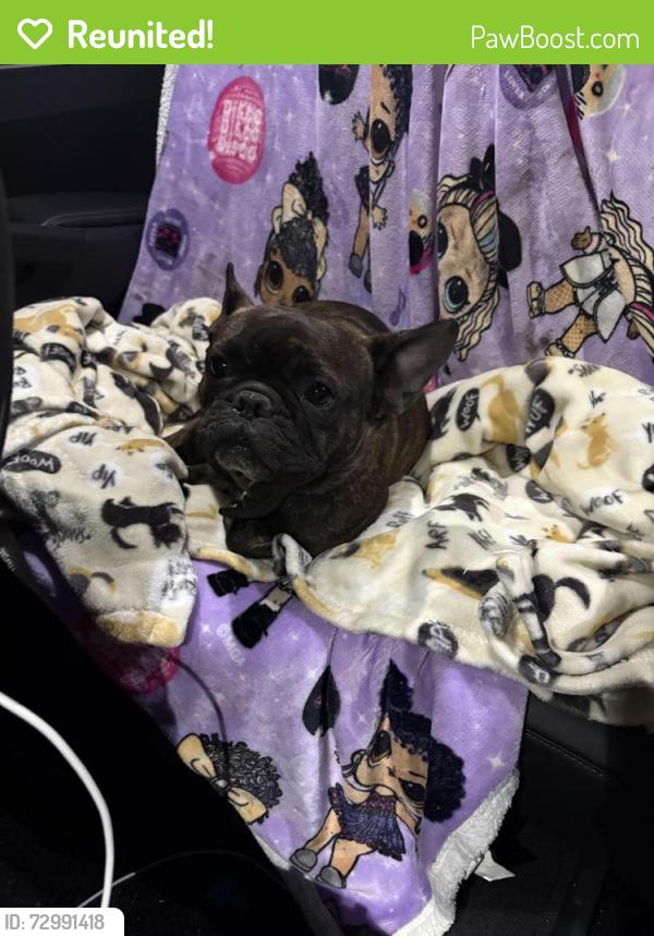 Reunited Female Dog last seen Jones Road, Jacksonville, FL 32219