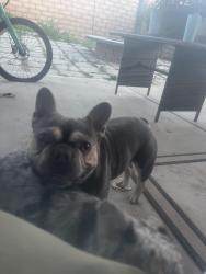 Reunited Male Dog last seen Near Corderro Lane , Menifee, CA 92584