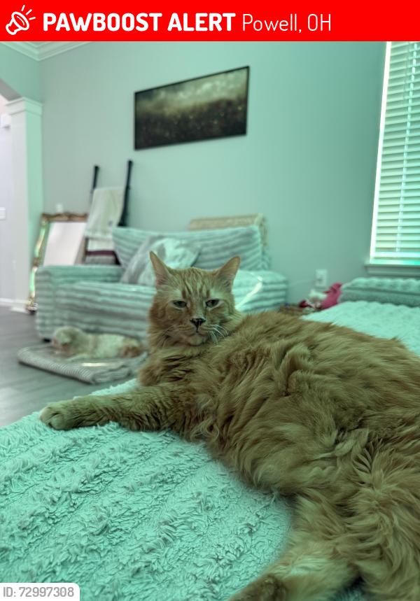 Lost Male Cat last seen Home Road Seitz Road , Powell, OH 43065