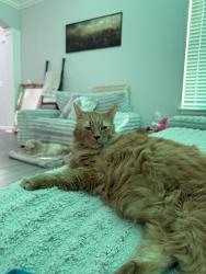 Lost Male Cat last seen Home Road Seitz Road , Powell, OH 43065