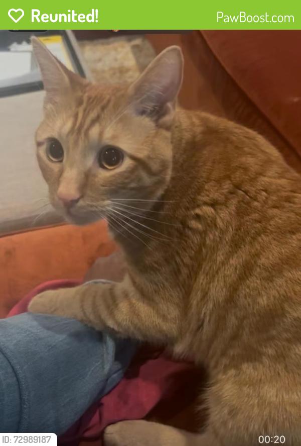 Reunited Male Cat last seen Echodale Ave, Baltimore, MD 21214