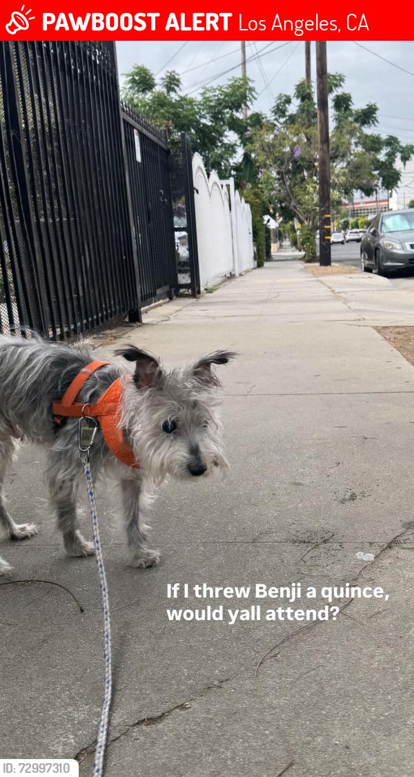 Lost Male Dog last seen Pico/Kingsley, Los Angeles, CA 90005