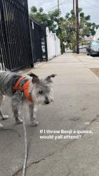 Lost Male Dog last seen Pico/Kingsley, Los Angeles, CA 90005