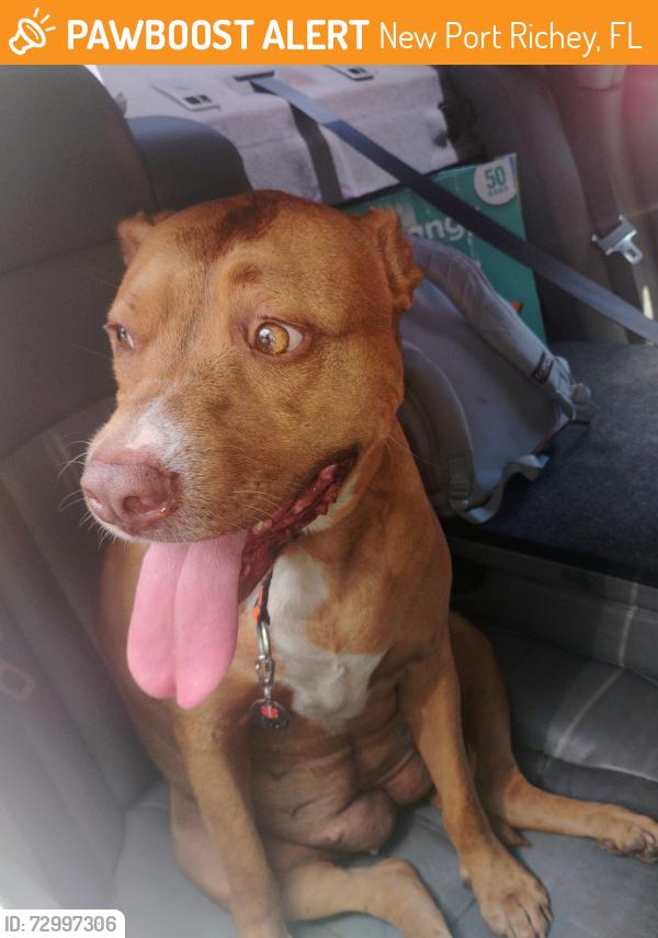 Found/Stray Female Dog last seen Rowan rd across from carlton arms apmts , New Port Richey, FL 34653