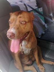 Found/Stray Female Dog last seen Rowan rd across from carlton arms apmts , New Port Richey, FL 34653