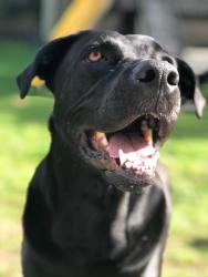 Reunited Female Dog last seen Near and Falls Road, local lane, North Bethesda, MD 20852