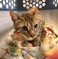 Shelter Stray Female Cat last seen Plaza Ridge Rd, San Diego, CA, 92114, 5500 Gaines St, San Diego, CA 92110, USA