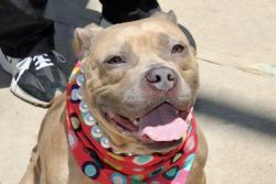 Shelter Stray Female Dog last seen Near Park Hill Avenue, STATEN ISLAND, NY, 10304, 3139 Veterans Rd W, Staten Island, NY 10309, USA