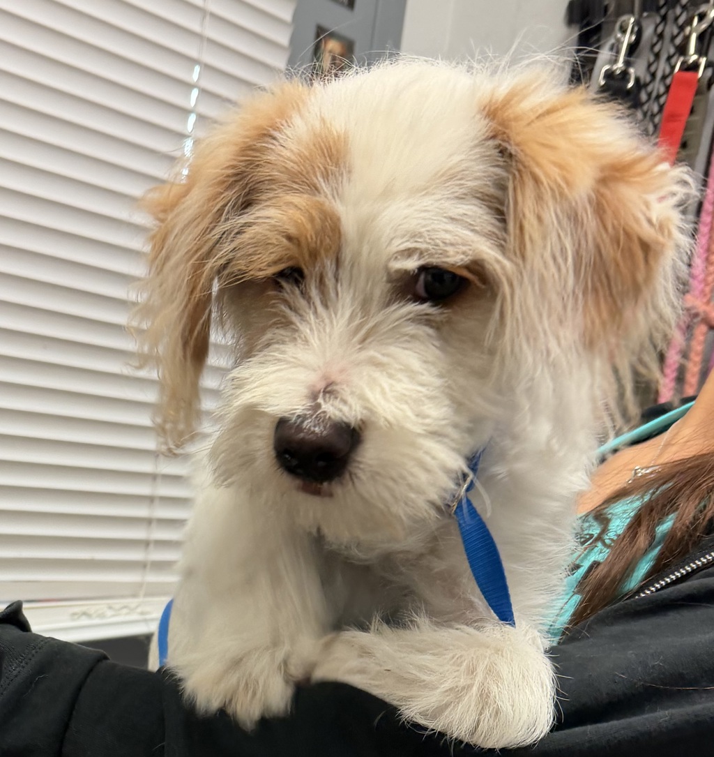 Shelter Stray Female Dog last seen balboa park, San Diego, CA, 92101, 5500 Gaines St, San Diego, CA 92110, USA