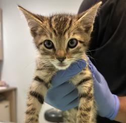 Shelter Stray Male Cat last seen Near S Bancroft Street, San Diego, CA, 92113, 5500 Gaines St, San Diego, CA 92110, USA