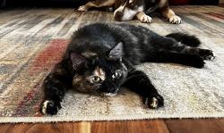 Lost Female Cat last seen West 110th street and Russell Ave South west Bloomington , Minneapolis, MN 55431