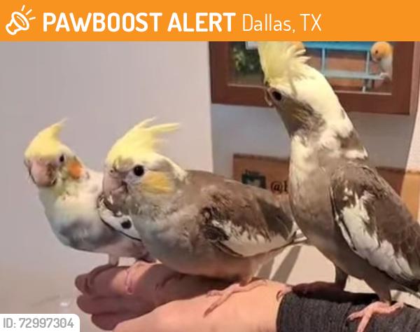 Found/Stray Unknown Bird last seen Germany park at University Boulevard and McFarland, Dallas, TX 75205