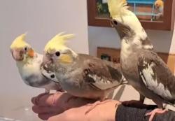 Found/Stray Unknown Bird last seen Germany park at University Boulevard and McFarland, Dallas, TX 75205