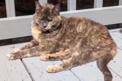 Lost Female Cat last seen Near Hampton Drive Hendersonville NC, Hendersonville, NC 28791