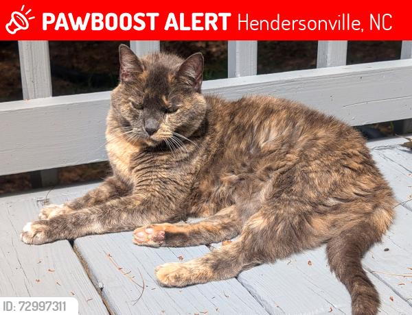 Lost Female Cat last seen Near Hampton Drive Hendersonville NC, Hendersonville, NC 28791