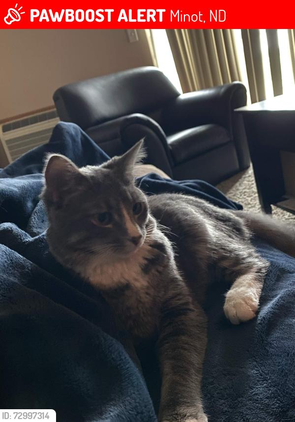 Lost Male Cat last seen Near 33rd st NW apmt building, Minot, ND 58701