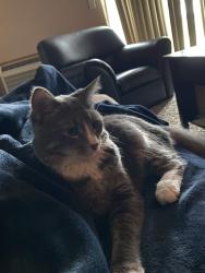 Lost Male Cat last seen Near 33rd st NW apmt building, Minot, ND 58701