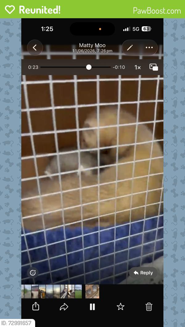 Reunited Male Ferret last seen Overhill way , Winstanley, England WN3